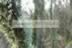Tree Lichen 2-Strathbeg.jpg (91kb)